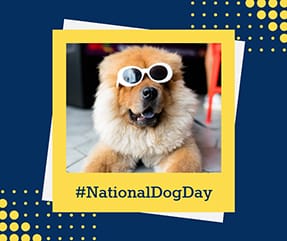 National Dog Day Facebook Post Template