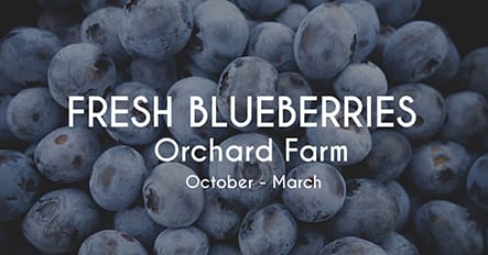Blueberries Picking (20) Facebook Ad Template
