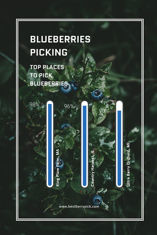 Blueberries Picking Template