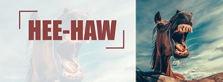 Donkey Facebook cover Template