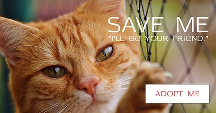 Save A Cat Template Save A Cat Template