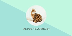 Love Your Pet Day Twitter Pos Template