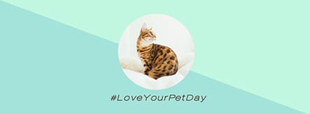 Love Your Pet Day Facebook Cover Template