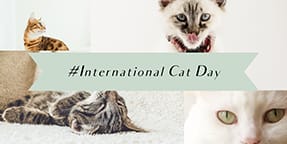 International Cat Day Twitter Post Template