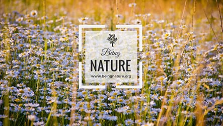 Nature Template