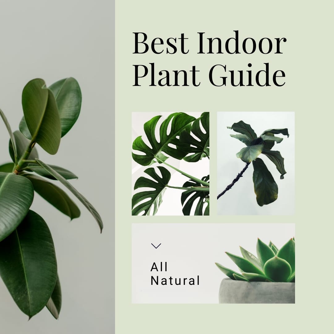 Best Indoor Plant Guide Square Template