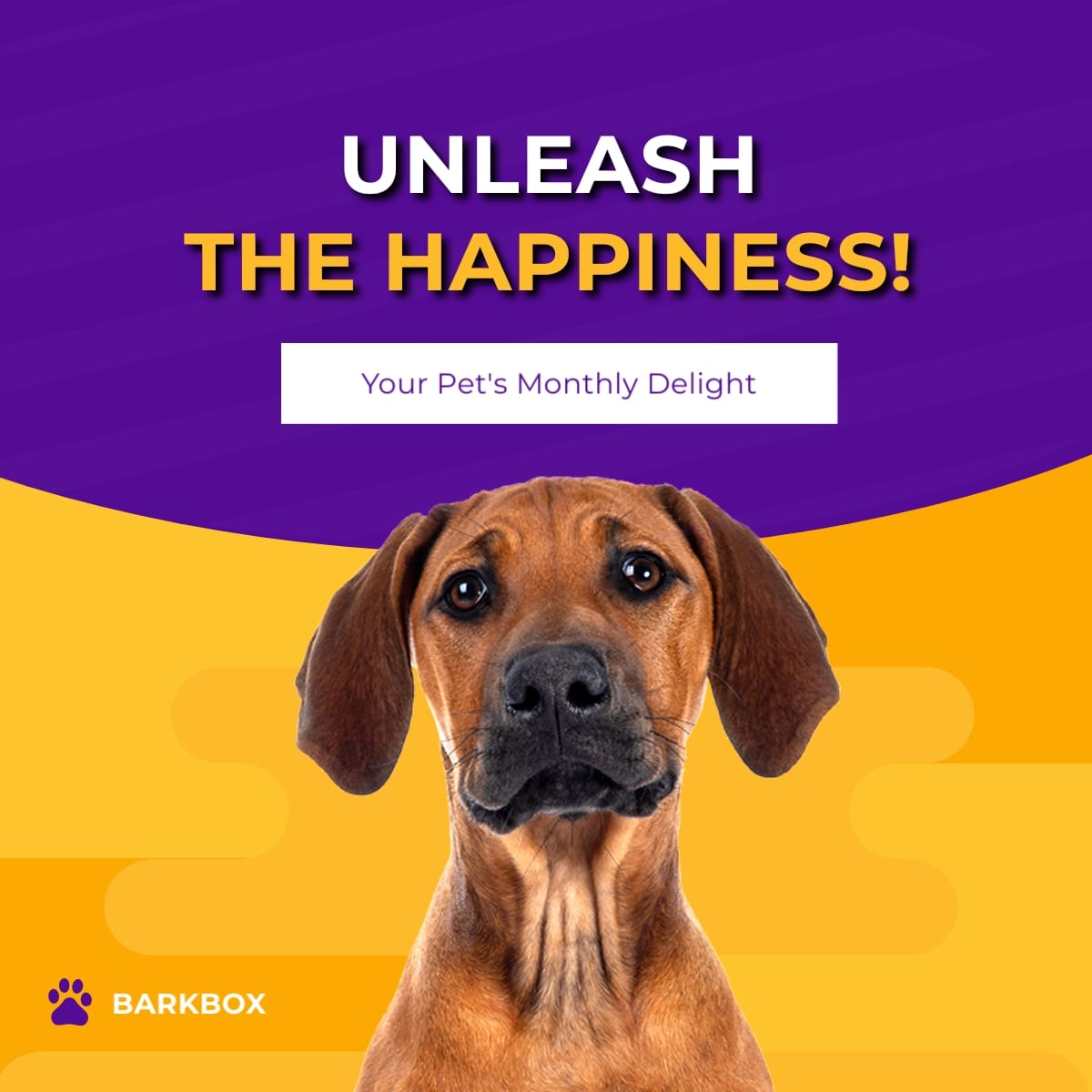 Dog Food Instagram Carousel Template