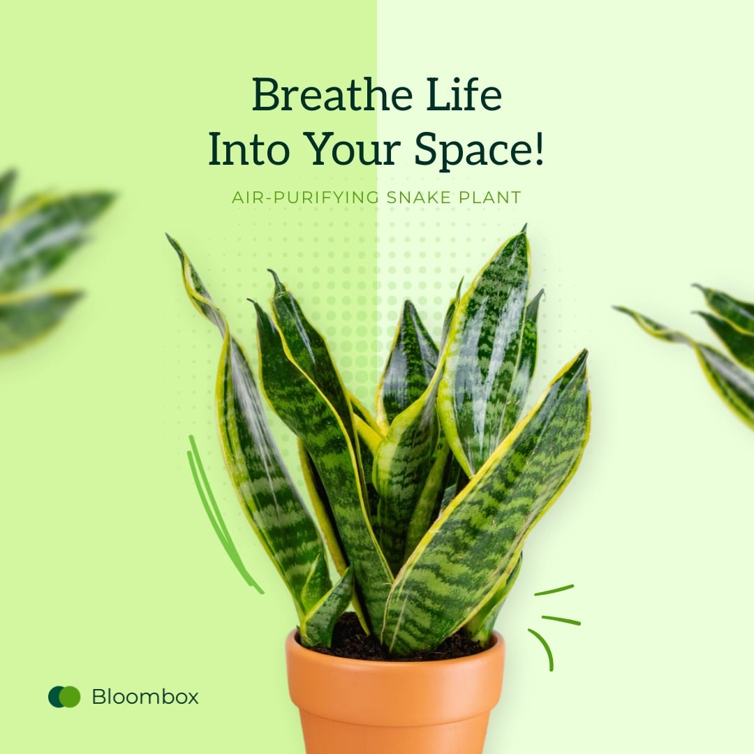 Gardening Store Instagram Carousel Post Template