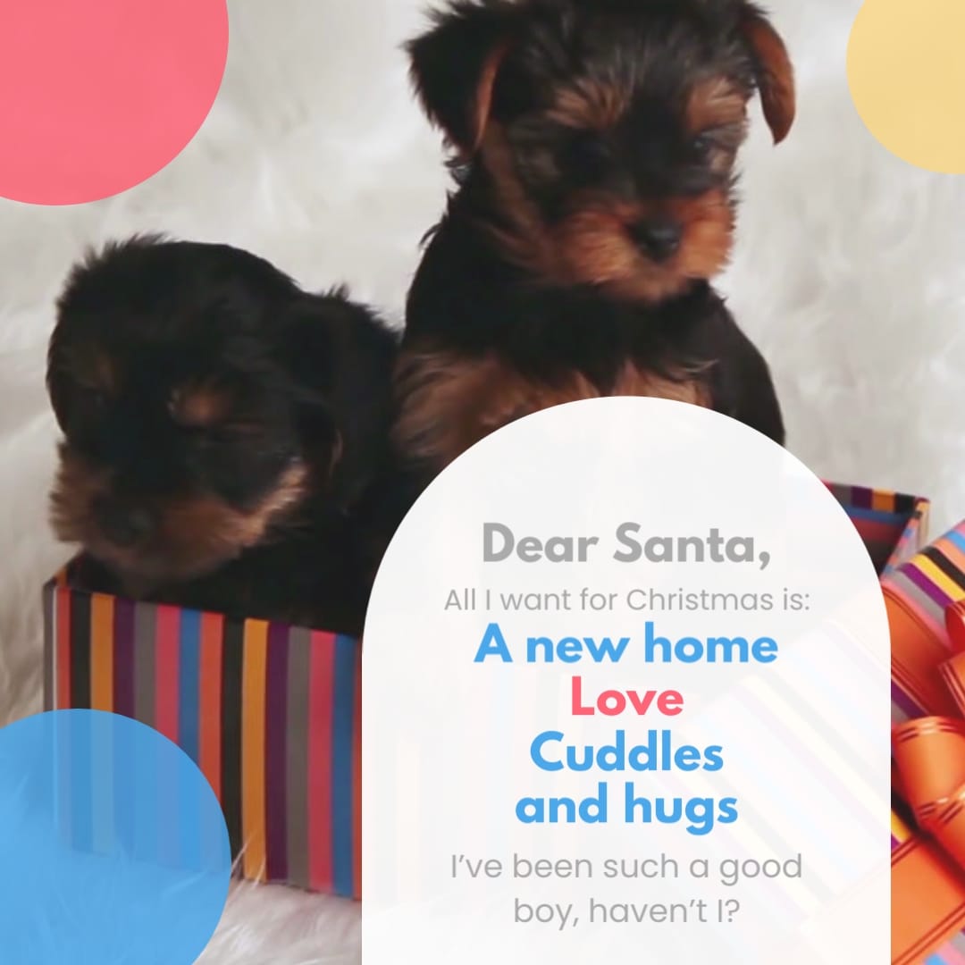 Pet Adoption Promo Ad Square Template