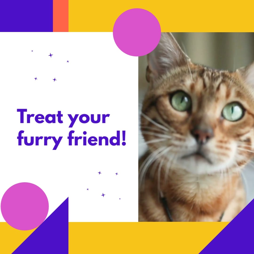 Pet Products Facebook Video Ad Square Template