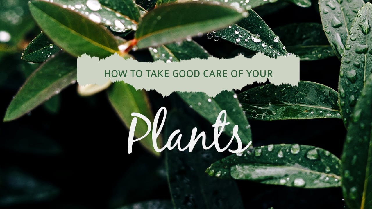 Plants Youtube Video Cover Template