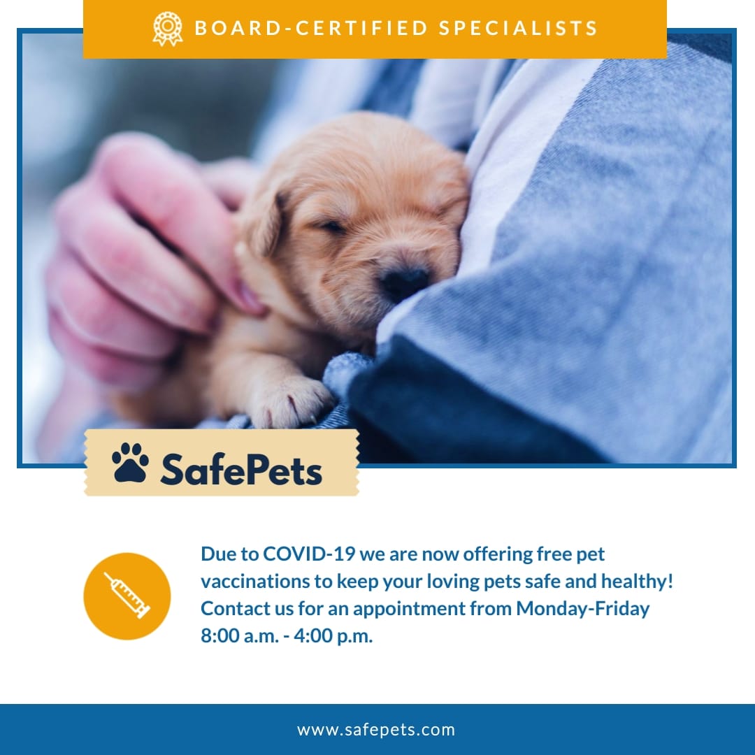 Safe Pets Animated Square Template